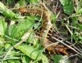 Scolopendra cingulata